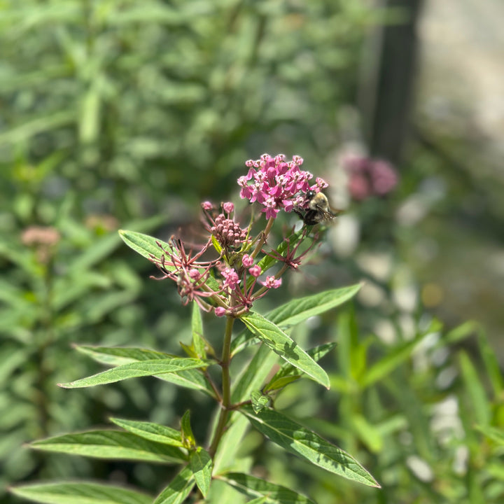 Swamp Milkweed