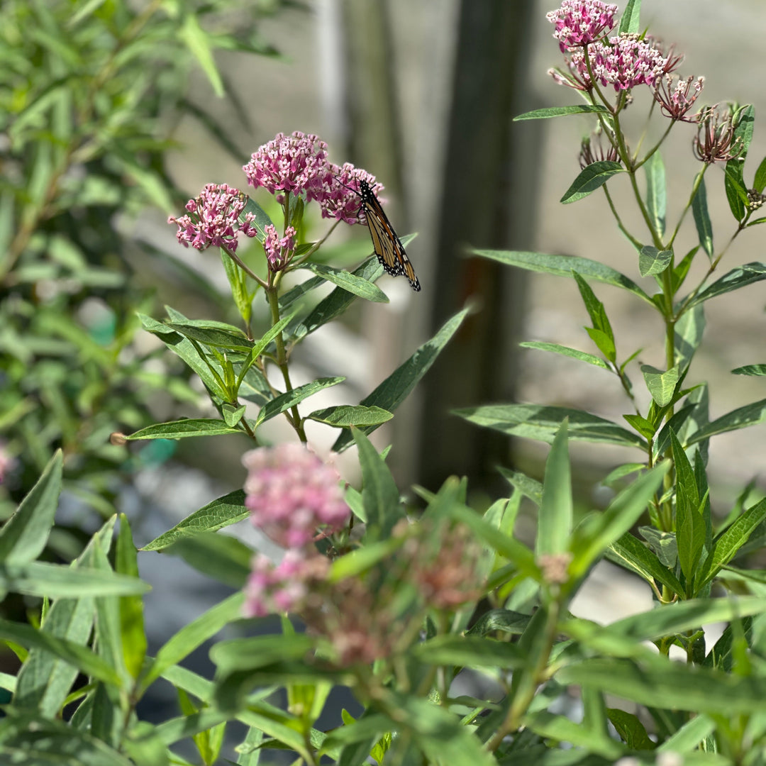 Swamp Milkweed