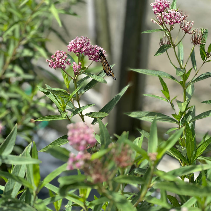 Swamp Milkweed