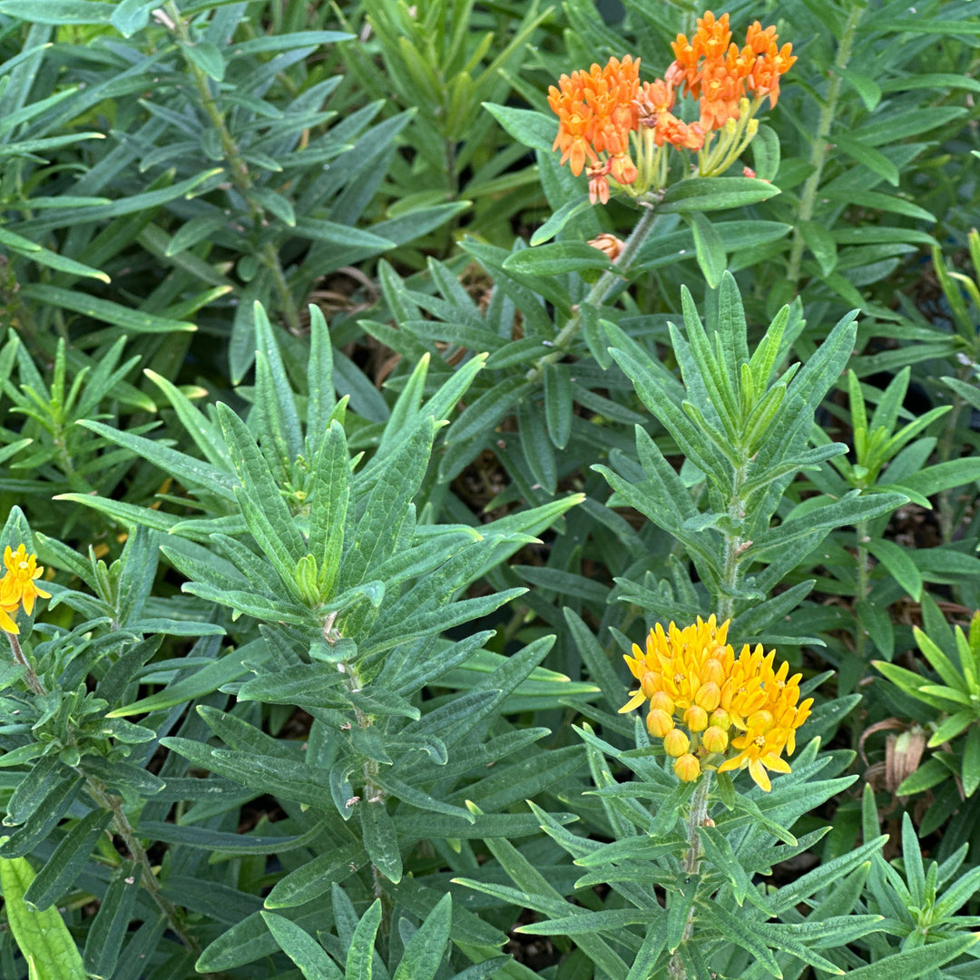 Butterfly Milkweed