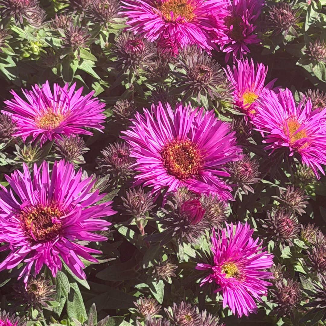 aster alma potchke close up |Spotswood Greenery