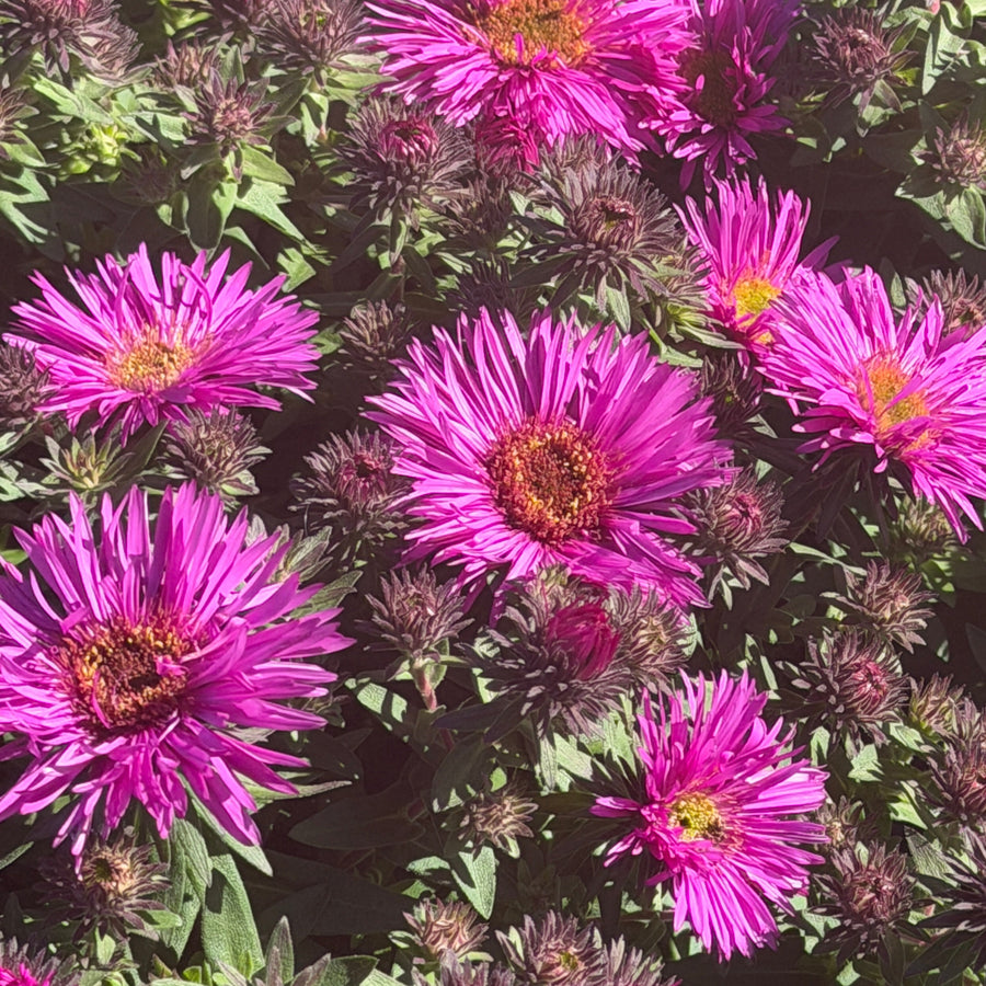 aster alma potchke close up |Spotswood Greenery