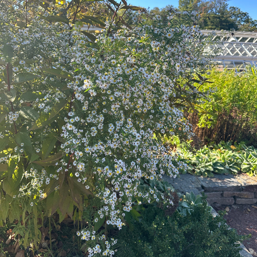 woodland aster in bloom |Spotswood Greenery