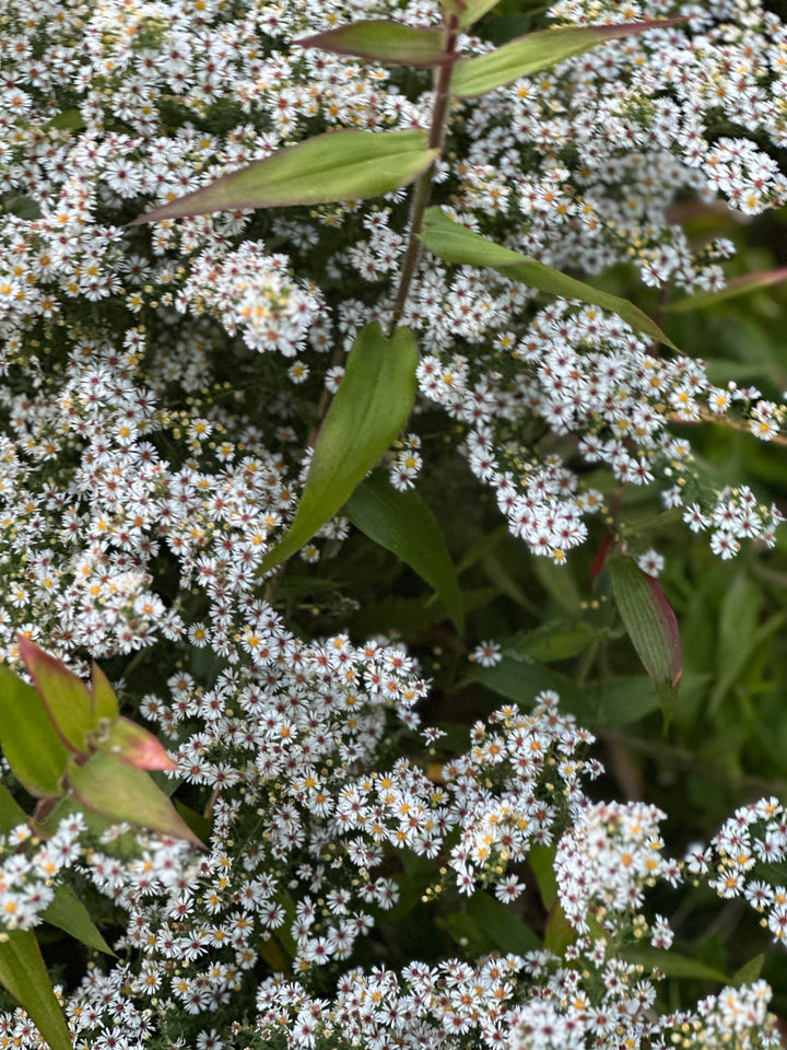 Snow Flurry White Heath Aster