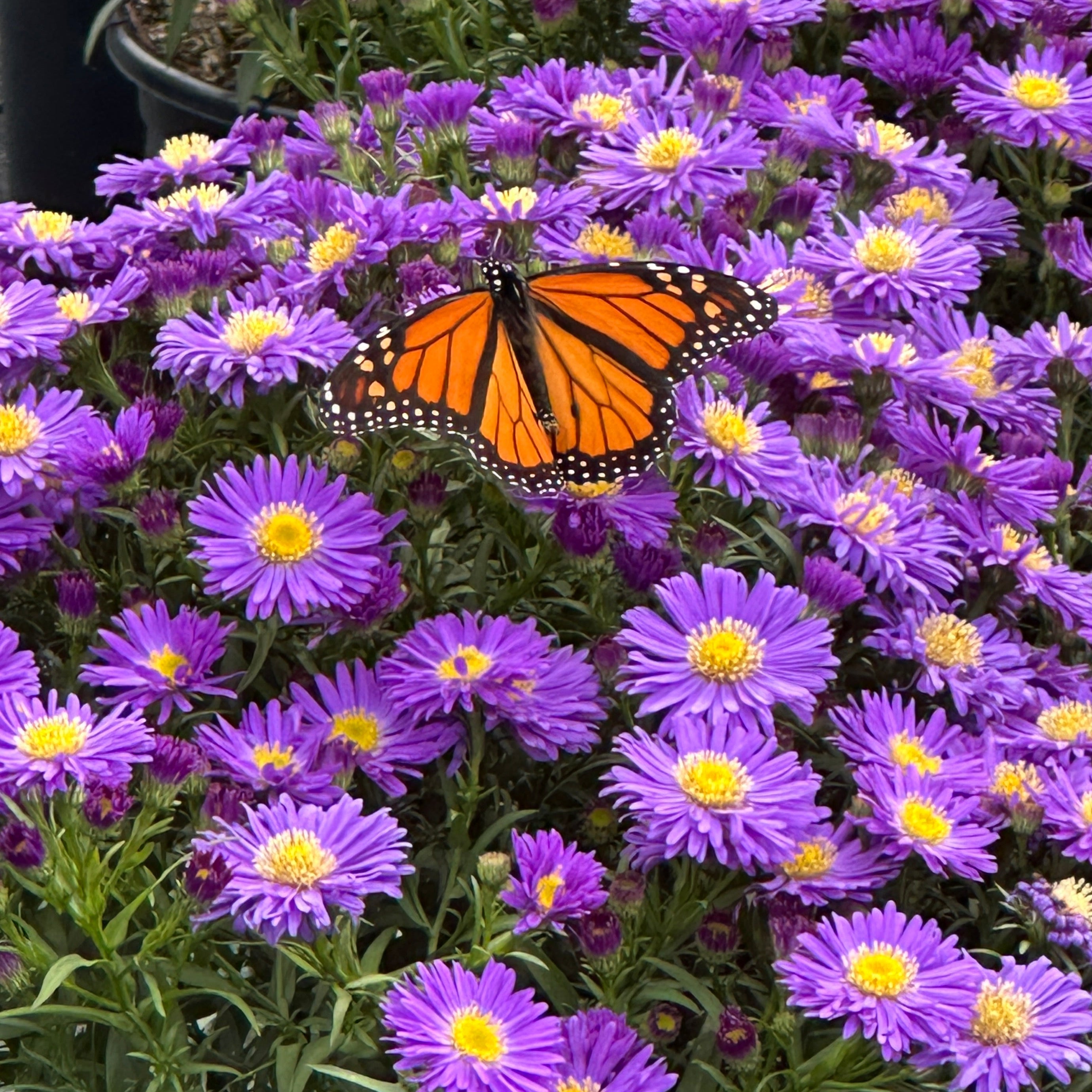 Perennials
