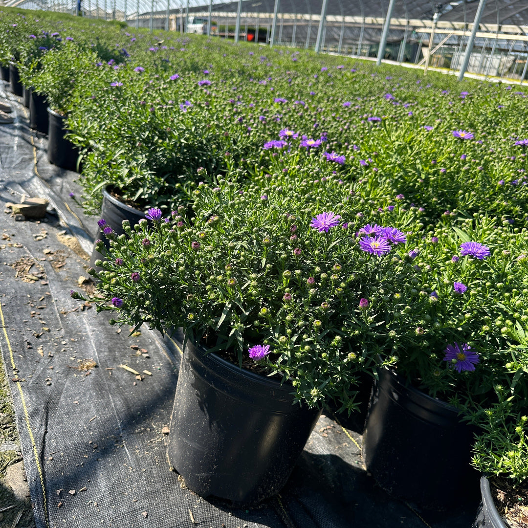 Kickin® Sapphire New England Aster