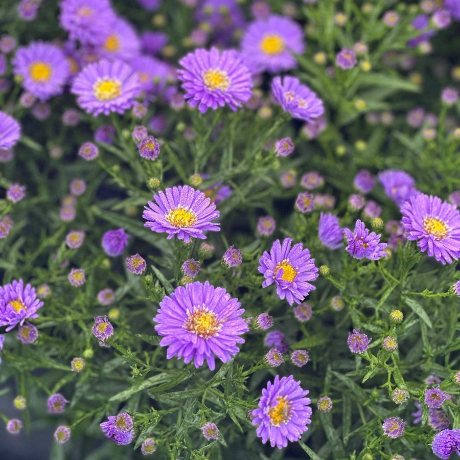 Kickin Sapphire Aster |Spotswood Greenery