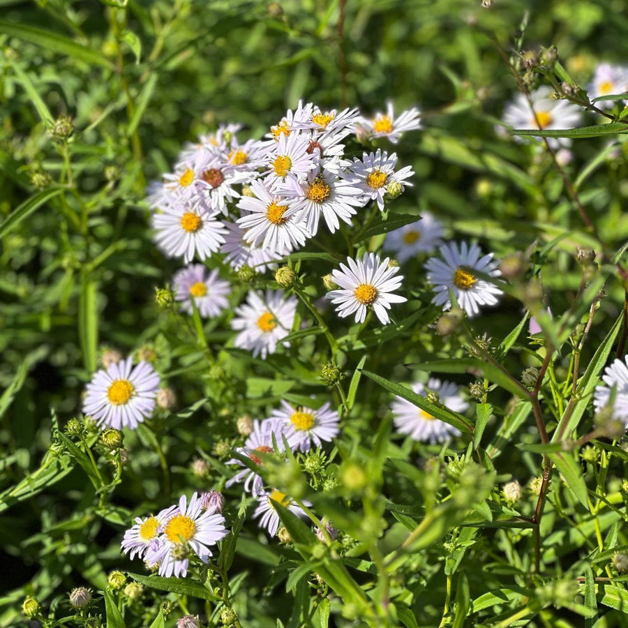 New York Aster |Spotswood Greenery