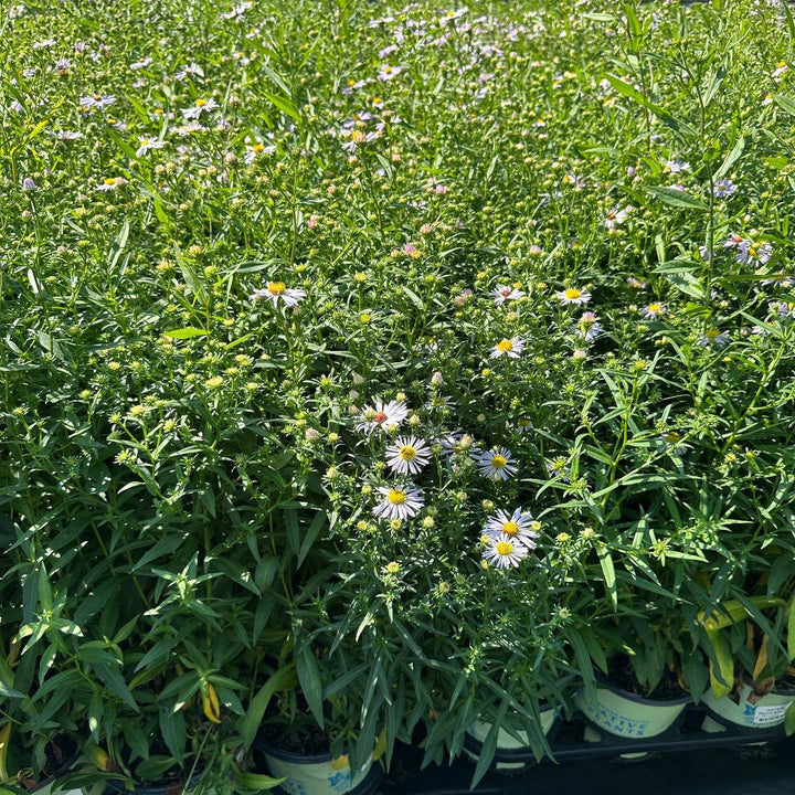 New York Aster |Spotswood Greenery