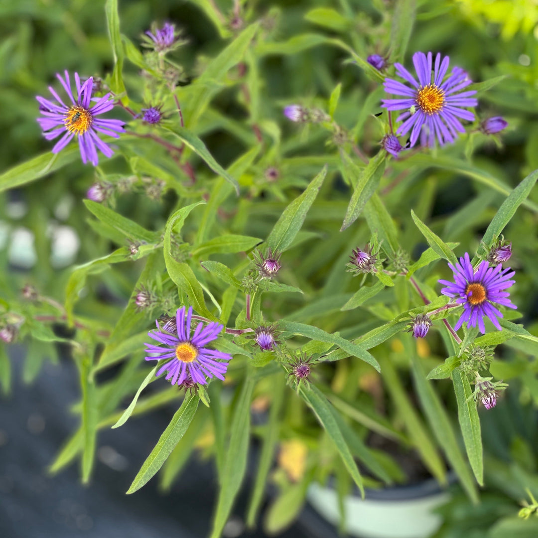 Aromatic Aster |Spotswood Greenery