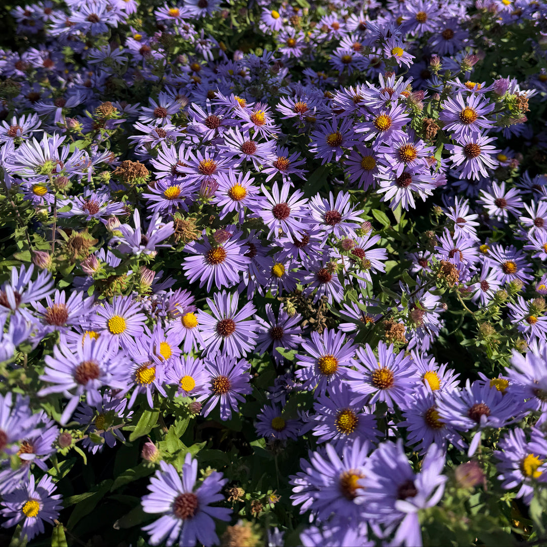 Twilight Sky Aromatic Aster