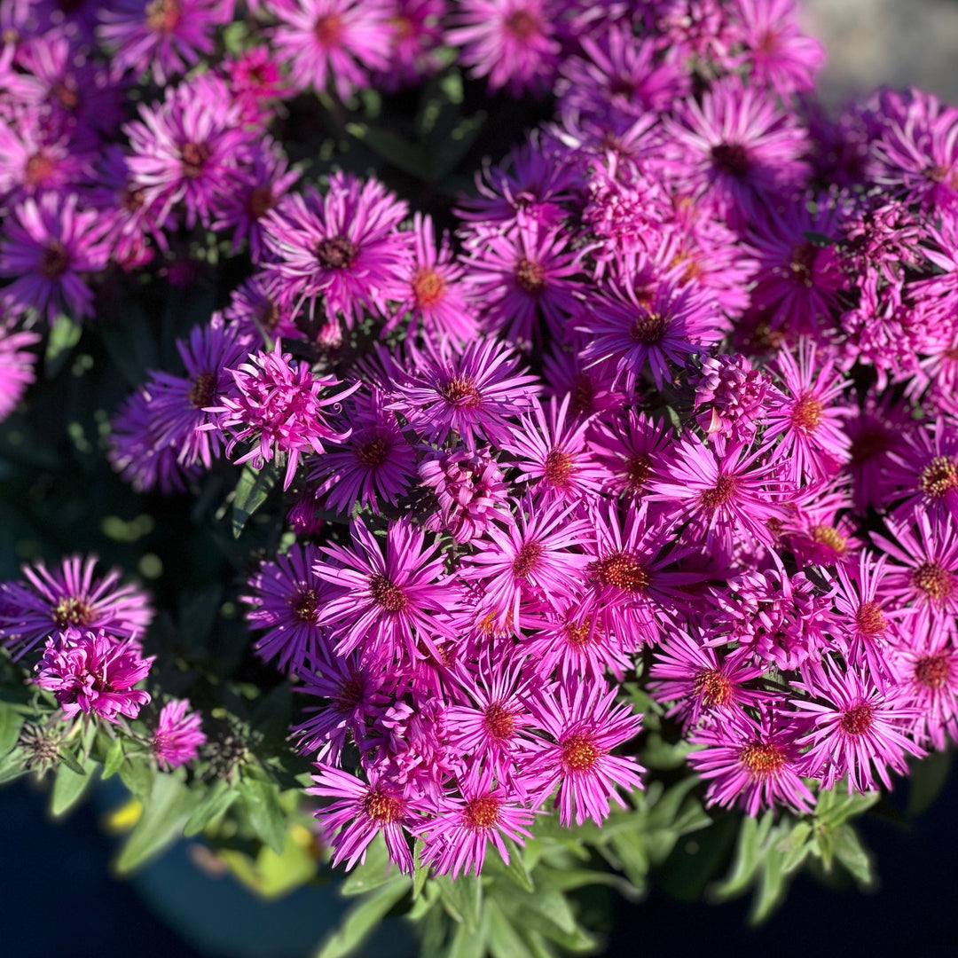 Vibrant Dome New England Aster