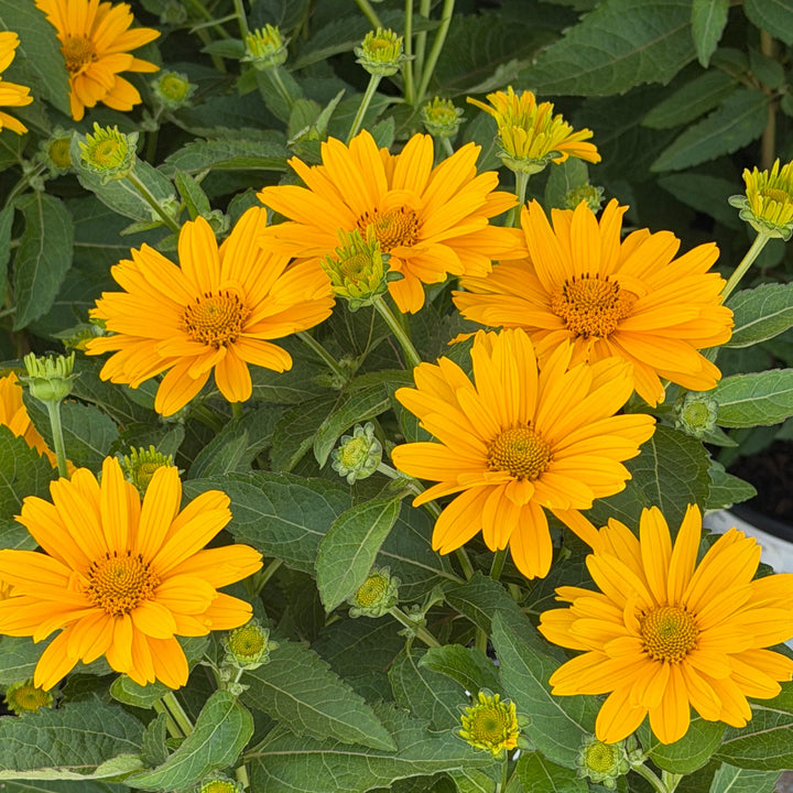 Athena gold heliopsis flowers|Spotswood Greenery