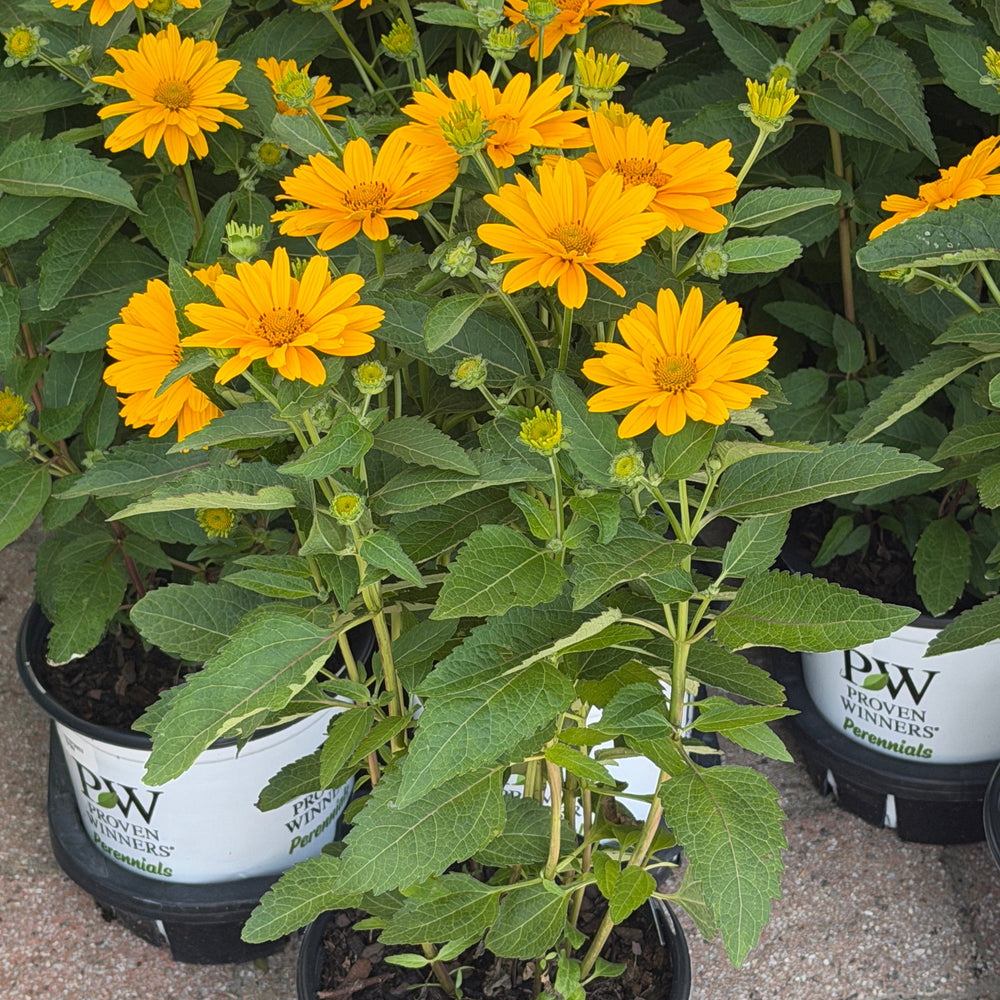 Athena gold heliopsis flowers|Spotswood Greenery