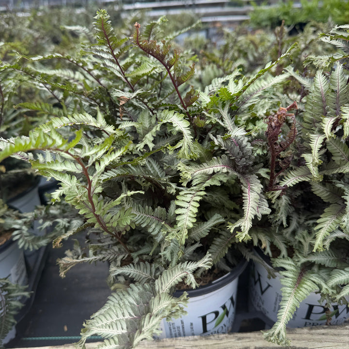 fern in nursery pot in the field |Spotswood Greenery