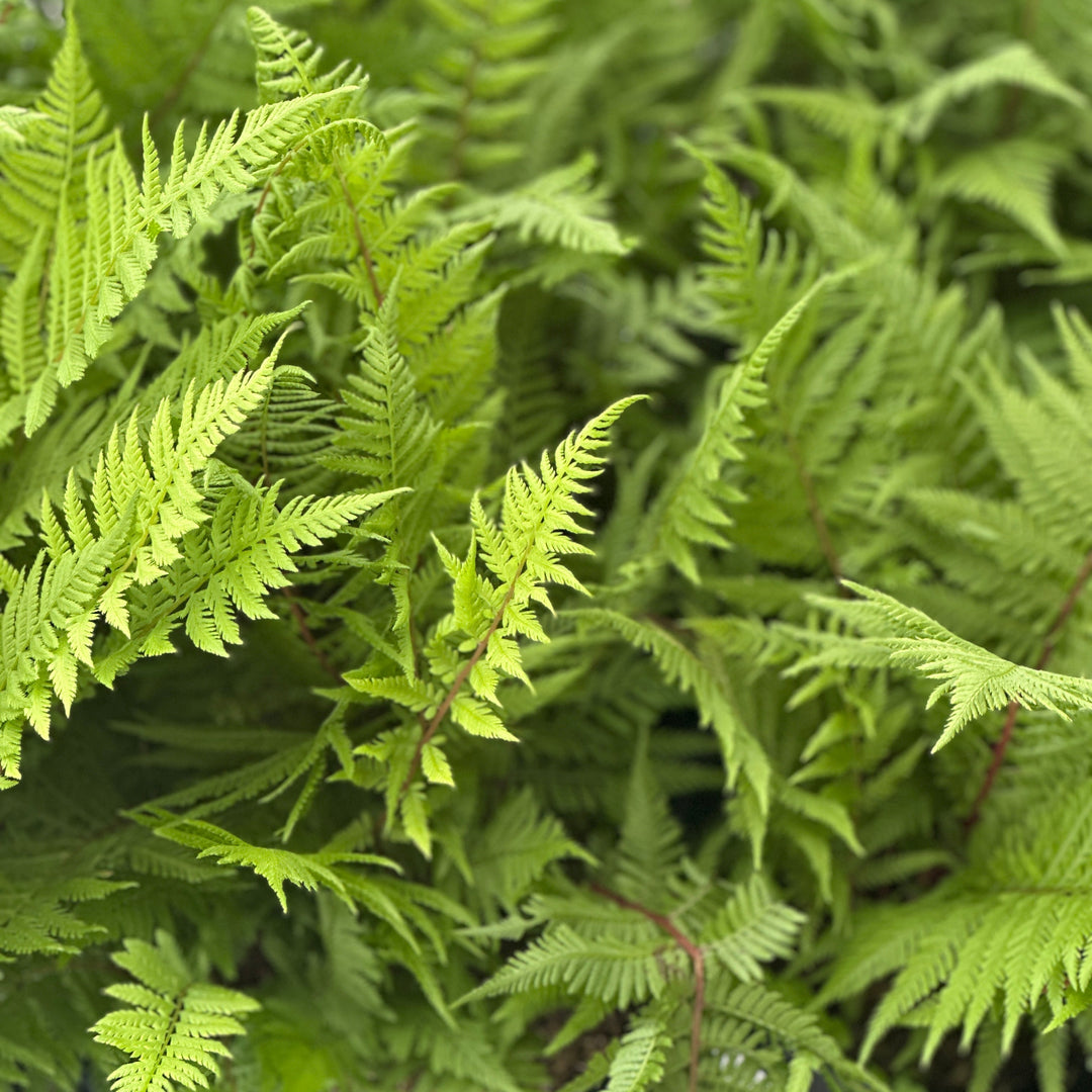 lady in red fern |Spotswood Greenery
