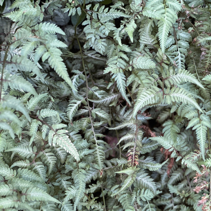 Japanese Painted Fern