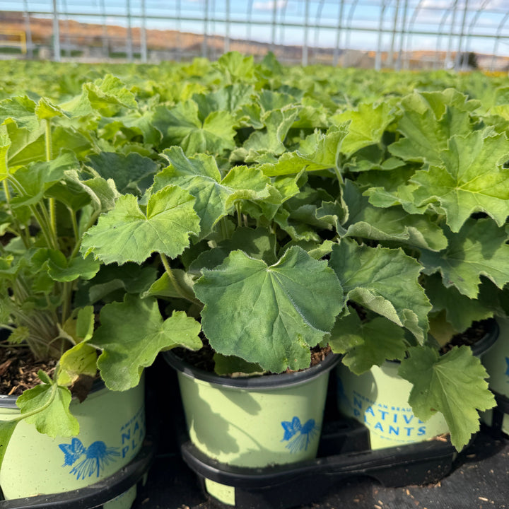 Autumn Bride Coral Bells