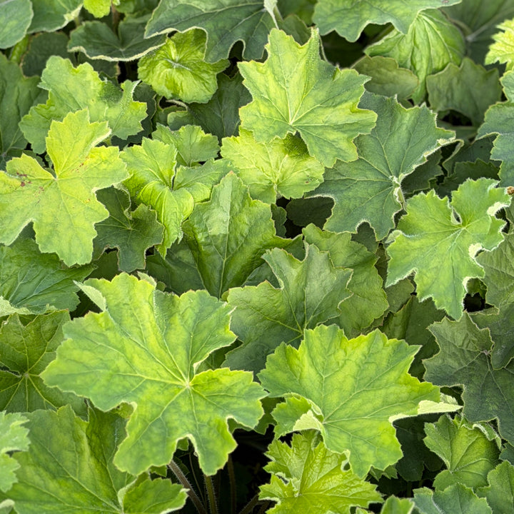 Autumn Bride Coral Bells