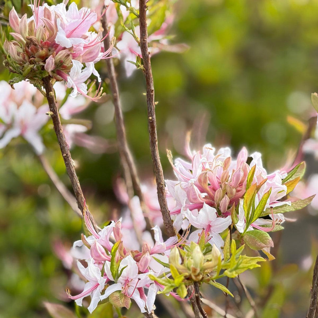 Azalea arborescens |Spotswood Greenery