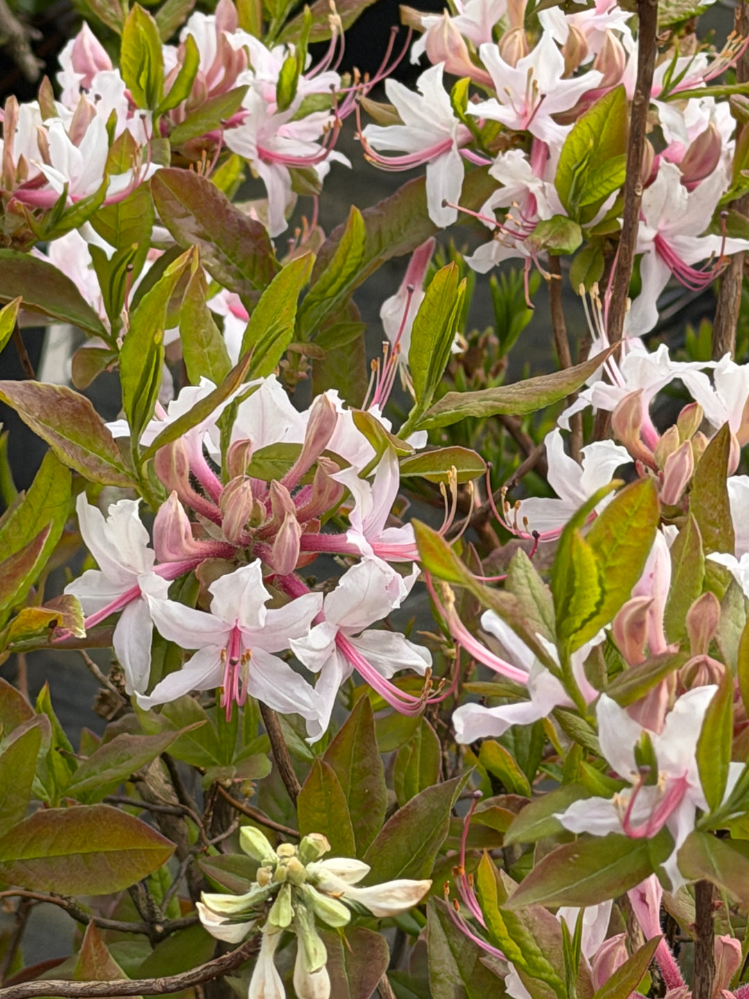 Sweet Azalea