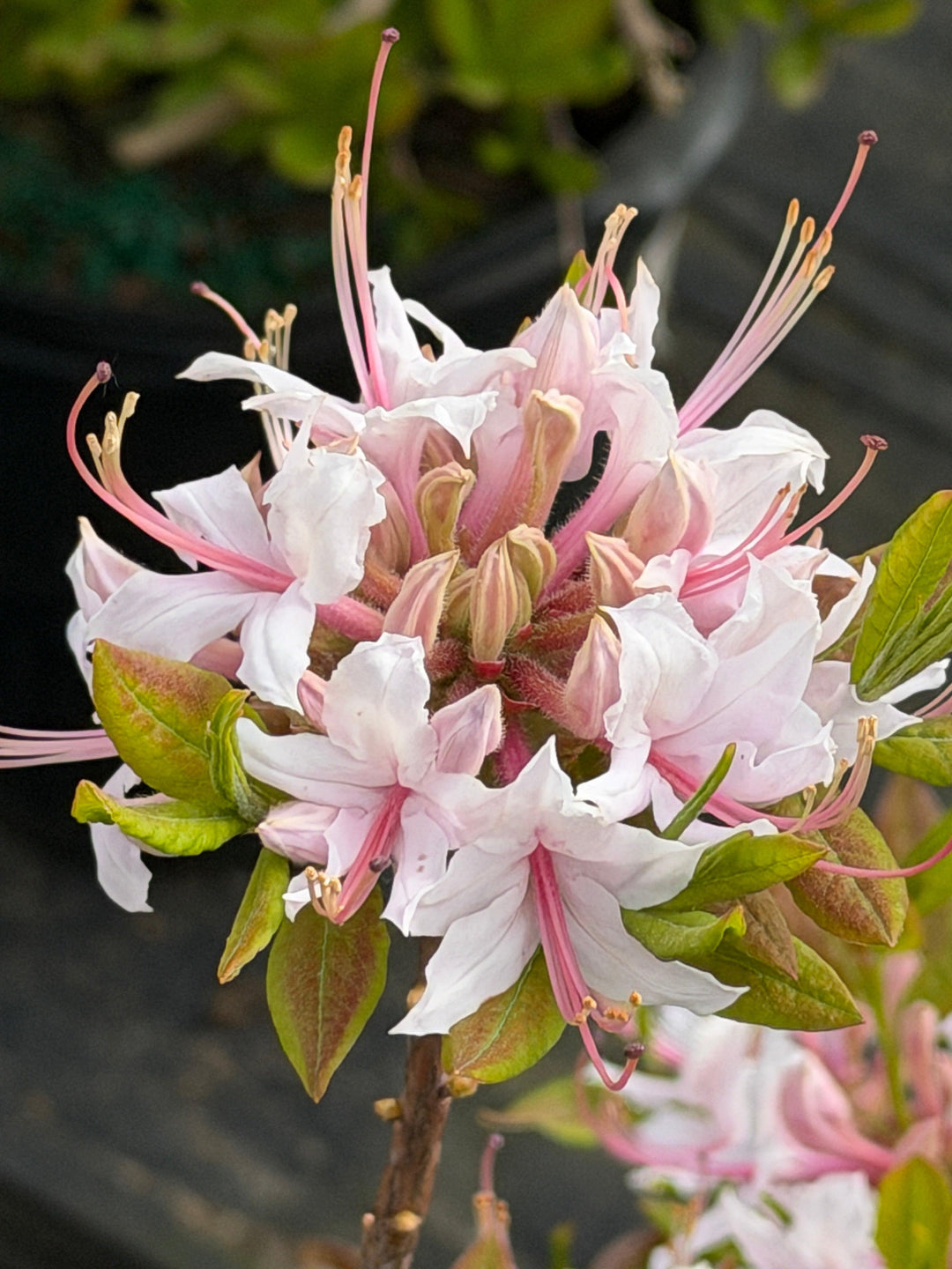 Sweet Azalea