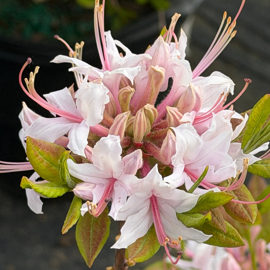 Sweet azalea blossoms |Spotswood Greenery