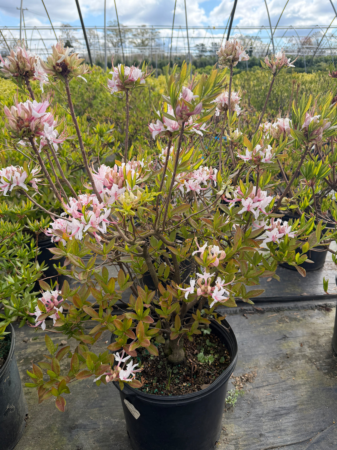 Sweet Azalea