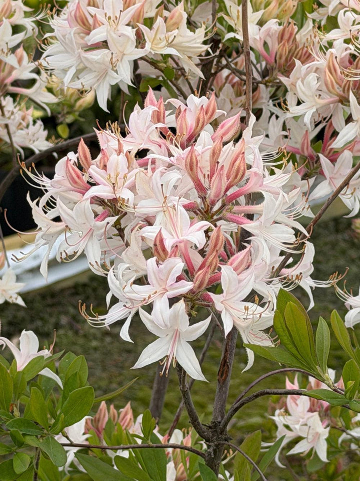 Azalea atlanticum |Spotswood Greenery