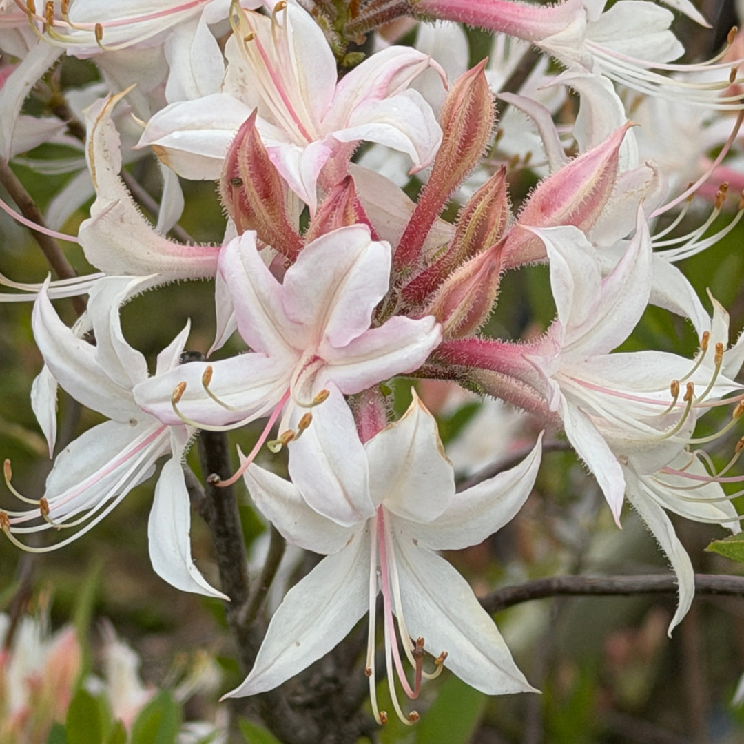 Azalea atlanticum |Spotswood Greenery