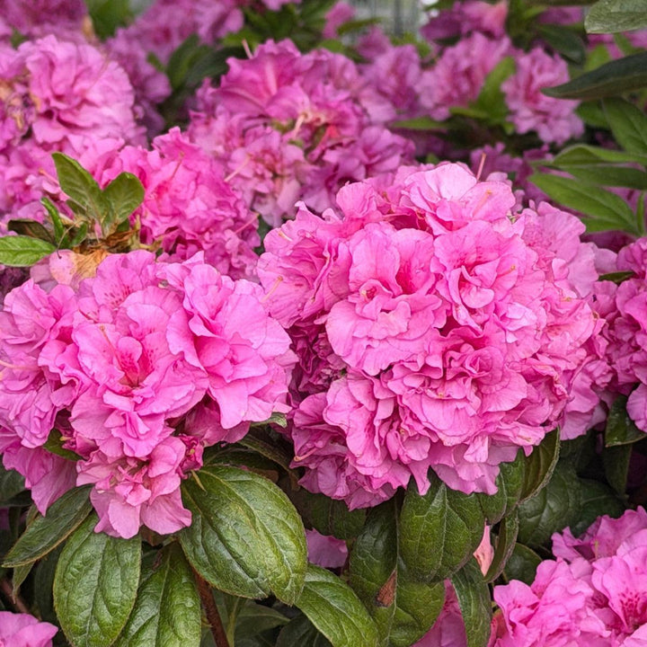 Autumn Majesty® Reblooming Azalea |Spotswood Greenery