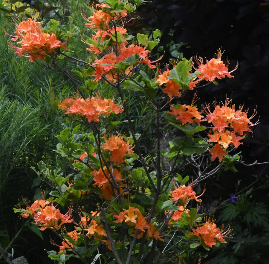 Flame azalea in bloom |Spotswood Greenery