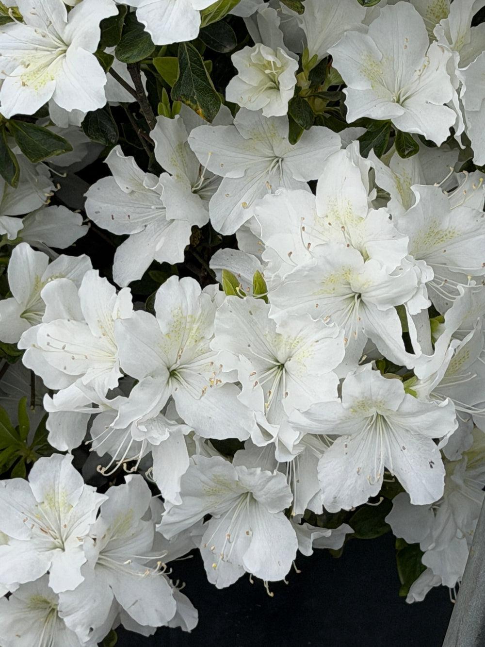 Azalea Delaware Valley White |Spotswood Greenery