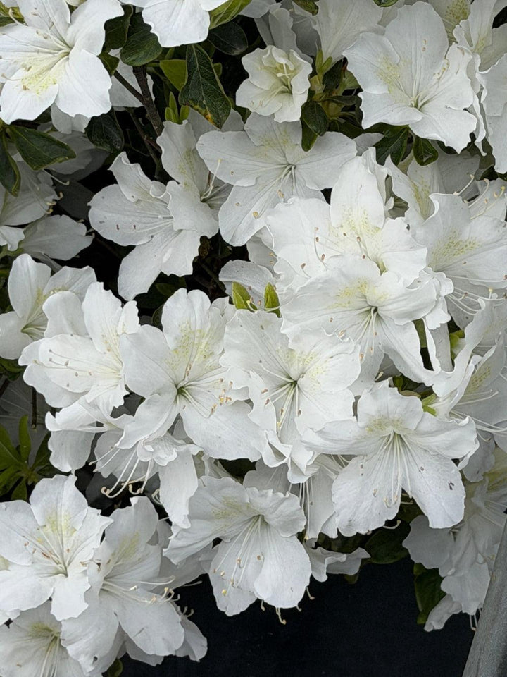Azalea Delaware Valley White |Spotswood Greenery