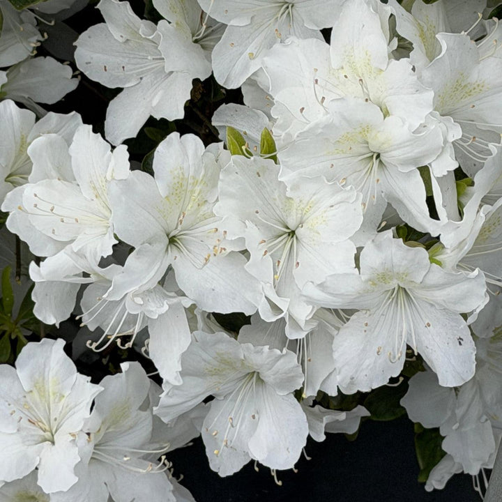 Azalea Delaware Valley White |Spotswood Greenery
