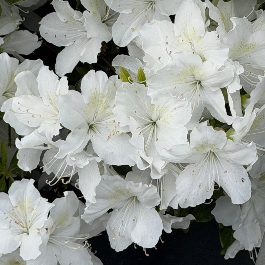 Azalea Delaware Valley White |Spotswood Greenery