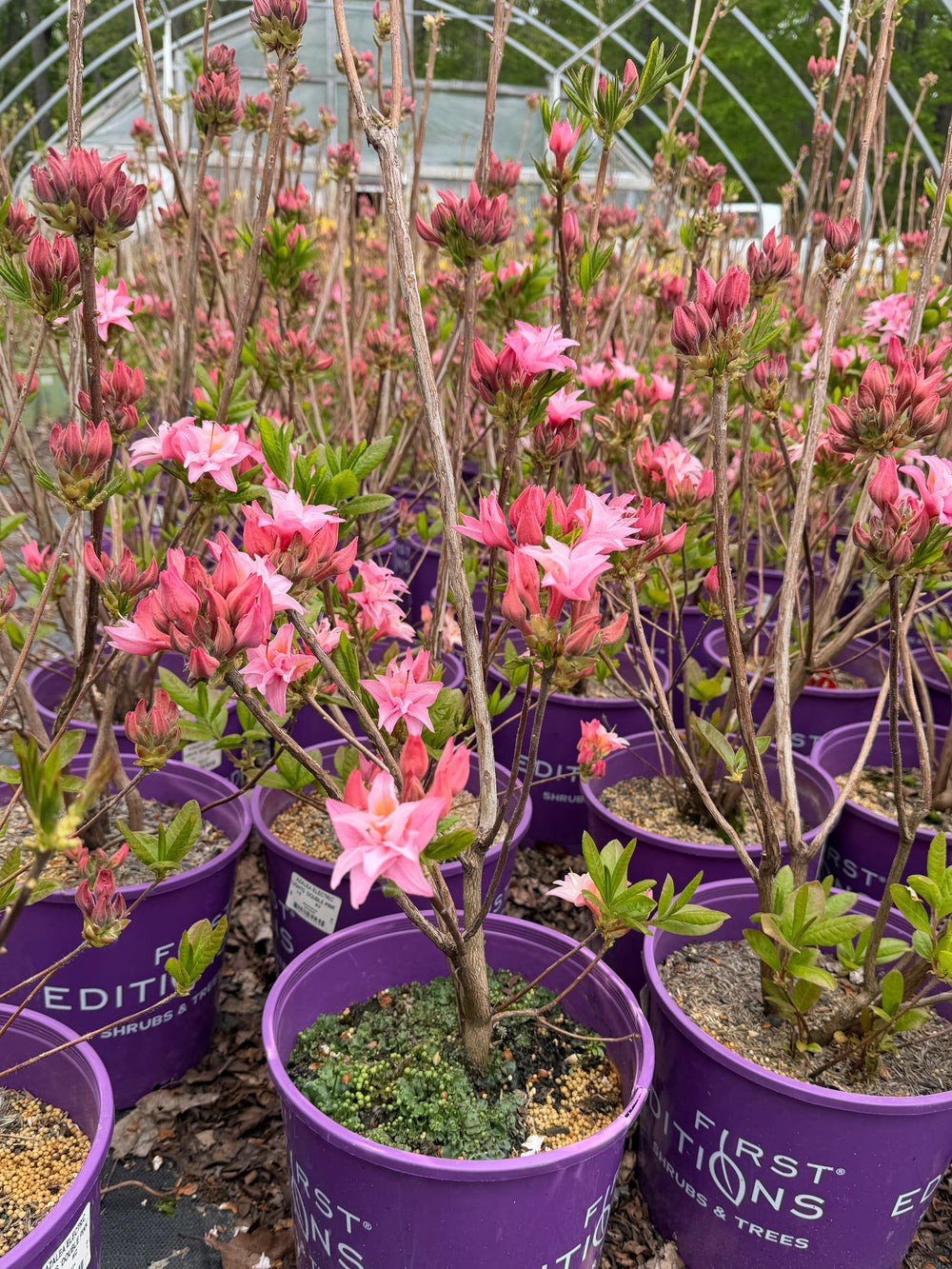 Electric Lights Double Pink Deciduous azalea in bloom |Spotswood Greenery