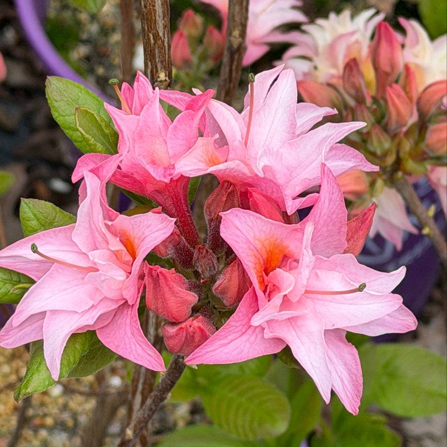 Electric Lights Double Pink Deciduous azalea in bloom |Spotswood Greenery
