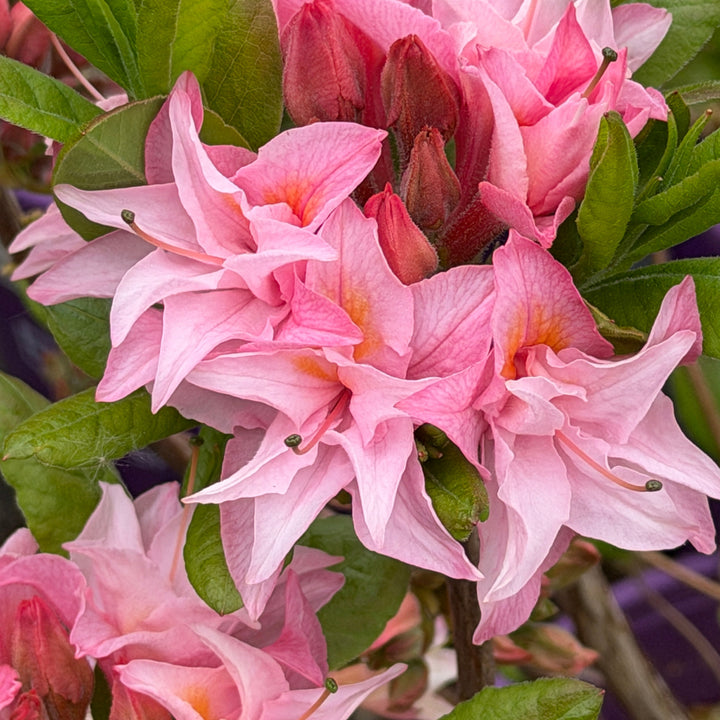 Electric Lights Double Pink Deciduous azalea in bloom |Spotswood Greenery