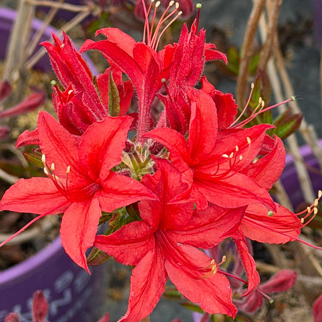 Electric Lights Red Deciduous azalea in bloom |Spotswood Greenery