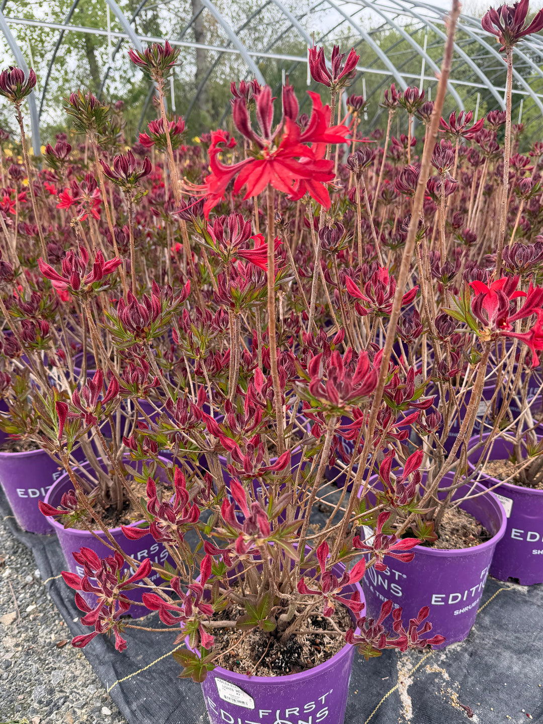 Electric Lights Red Deciduous azalea in bloom |Spotswood Greenery