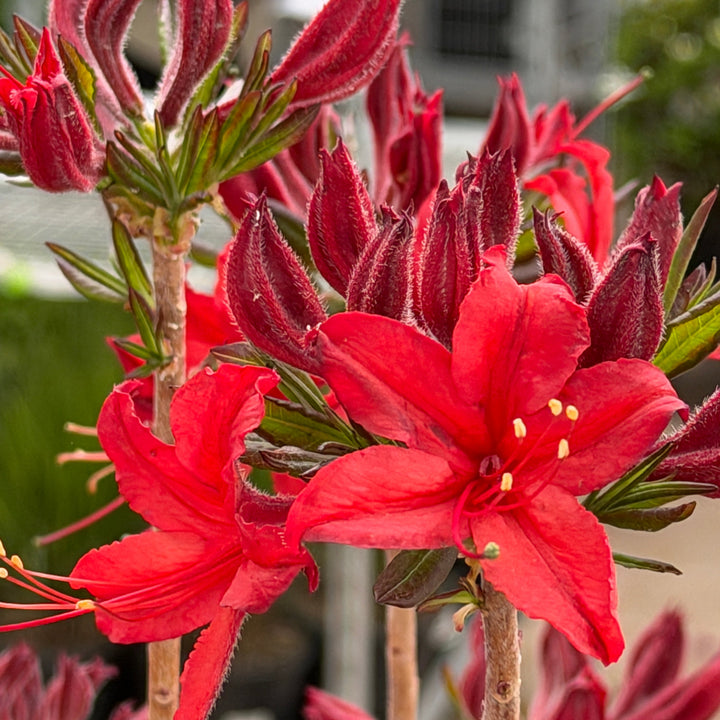 Electric Lights Red Deciduous azalea in bloom |Spotswood Greenery