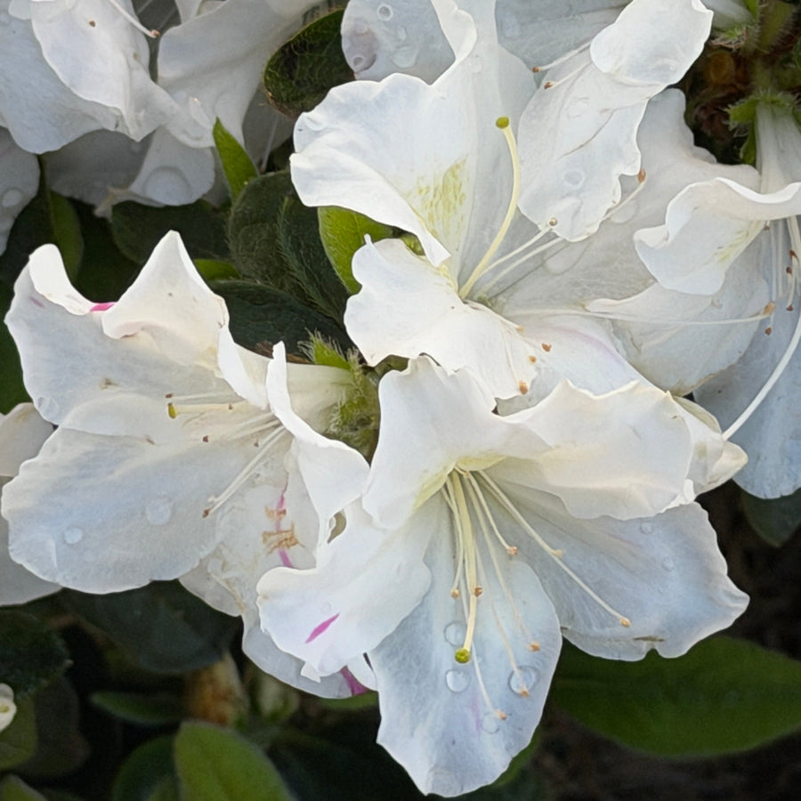 Autumn Lily reblooming azalea in flower |Spotswood Greenery