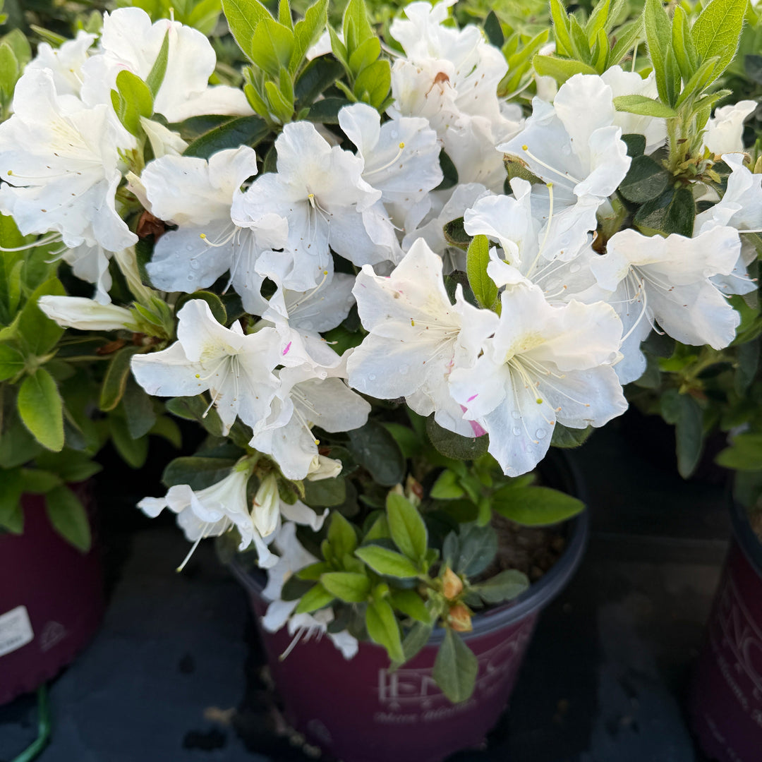 Autumn Lily reblooming azalea in flower |Spotswood Greenery