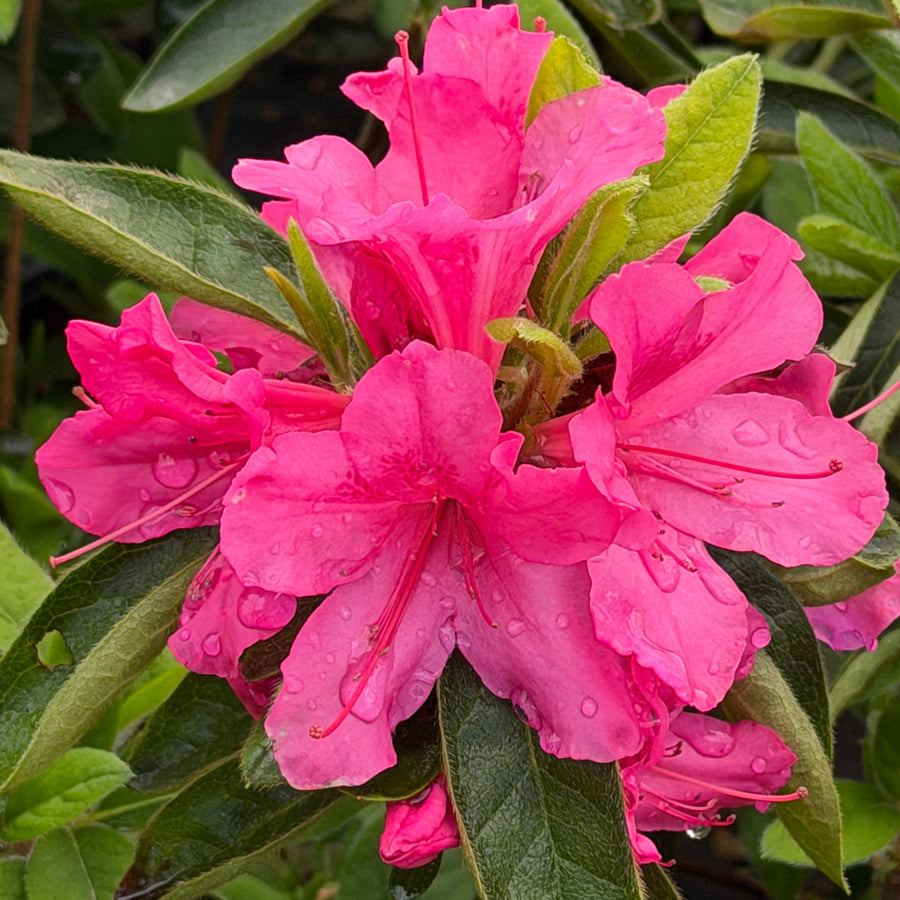Encore Azalea Sangria |Spotswood Greenery