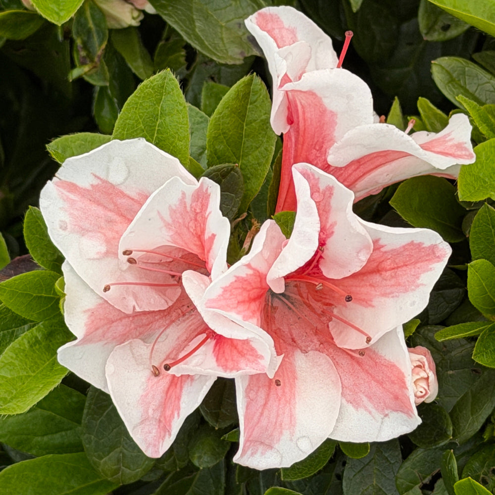 Autumn Starburst® Azalea |Spotswood Greenery