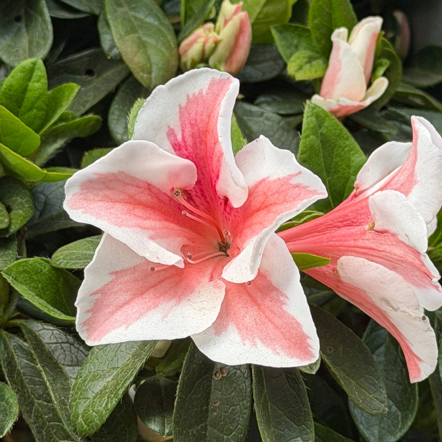 Autumn Starburst® Azalea