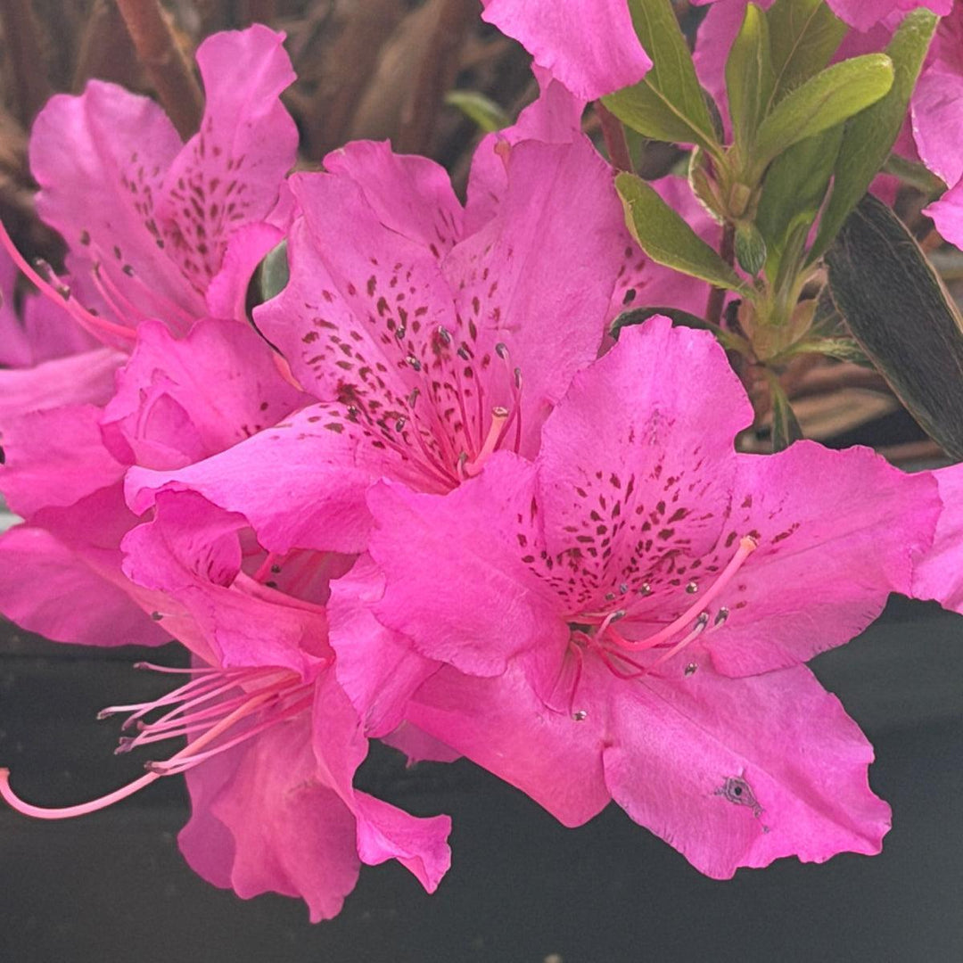 Azalea Girard's Fuchsia |Spotswood Greenery