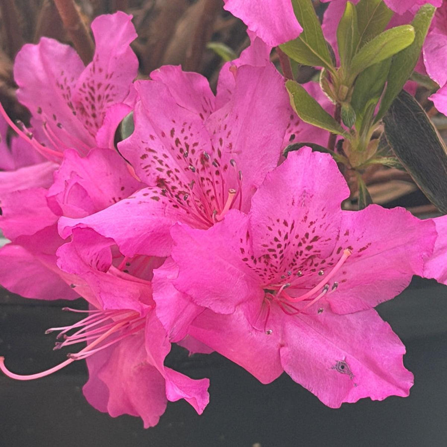 Azalea Girard's Fuchsia |Spotswood Greenery