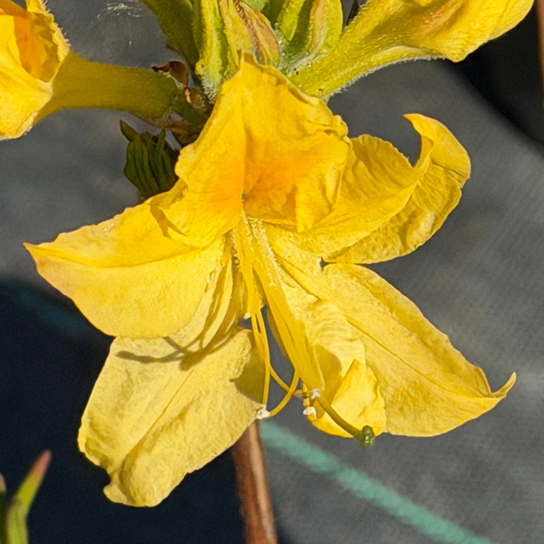 lemon lights azalea |Spotswood Greenery
